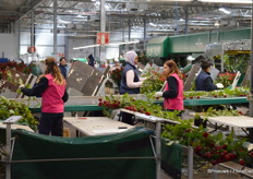 Het verwerken van de rozen, een stuk of 100.000 per dag, verwijst ook enige logistiek denkwerk vooraf. Bijzonder is dat Aleia werkt met de Furora. Deze machine heeft zijn nut bewezen in verschillende snijbloemen, maar is in de rozenverwerking (nog) relatief nieuw. De meeste rozenkwekers maken gebruik van de oplossingen van Aweta. Een van de grote verschillen is, dat met de Furora rozen ondersteboven hangen en niet, zoals bij de Aweta machines, aan de kop in beugeltjes.