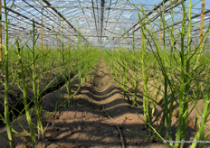 Het binnenseizoen is inmiddels voorbij nu de oogst van buiten op gang is gekomen. De planten groeien door tot januari volgend jaar, wanneer er weer geoogst kan worden.