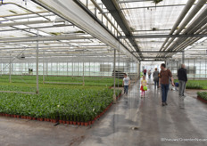  Op de andere locaties van De Groot worden ook nog diverse groene planten geteeld waaronder Alocasia, Dieffenbachia, Coffea, Ficus, Peperomia, Syngonium en perkgoed in pot. 