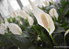 De Spathiphyllum is in Nederland beter bekend als Lepelplant of Vaantjesplant