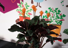 Van de Calathea Crocata zijn ze bij Kwekerij Tass de enige professionele teler wereldwijd. 