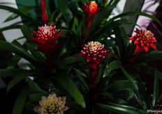 De Guzmania Elena van Bromelia Botanica