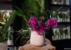 Een special van Inca Orchids die maar één keer per jaar bloeit. 