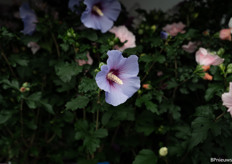 een bijzondere blauwe hibiscus, de persoonlijke favoriet van Joanne