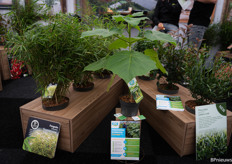 de Co2 tree van Van Oploo, een bijzondere plant in hun assortiment