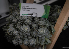 Een bijzondere Sedum orostachys Iwarenge