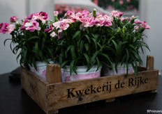 potanjers Pink & Proud van Kwekerij de Rijke