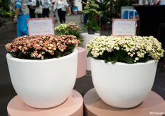 de Mosaic Kalanchoe die van kleur verandert naarmate hij langer buiten staat