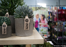 succulenten en cacti van Ubink