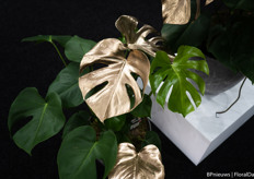 De gouden monstera van Persoon Potplanten