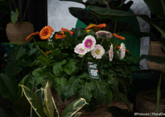 De gerbera patio xxl