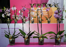 orchideeën van Maarel Orchids