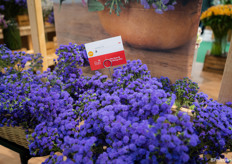 De Ageratum is populair in supermarktverkoop 