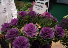 Deze nieuwe Brassica krijgt nog sneller kleur