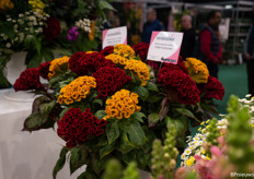 En nieuwe kleuren celosia’s